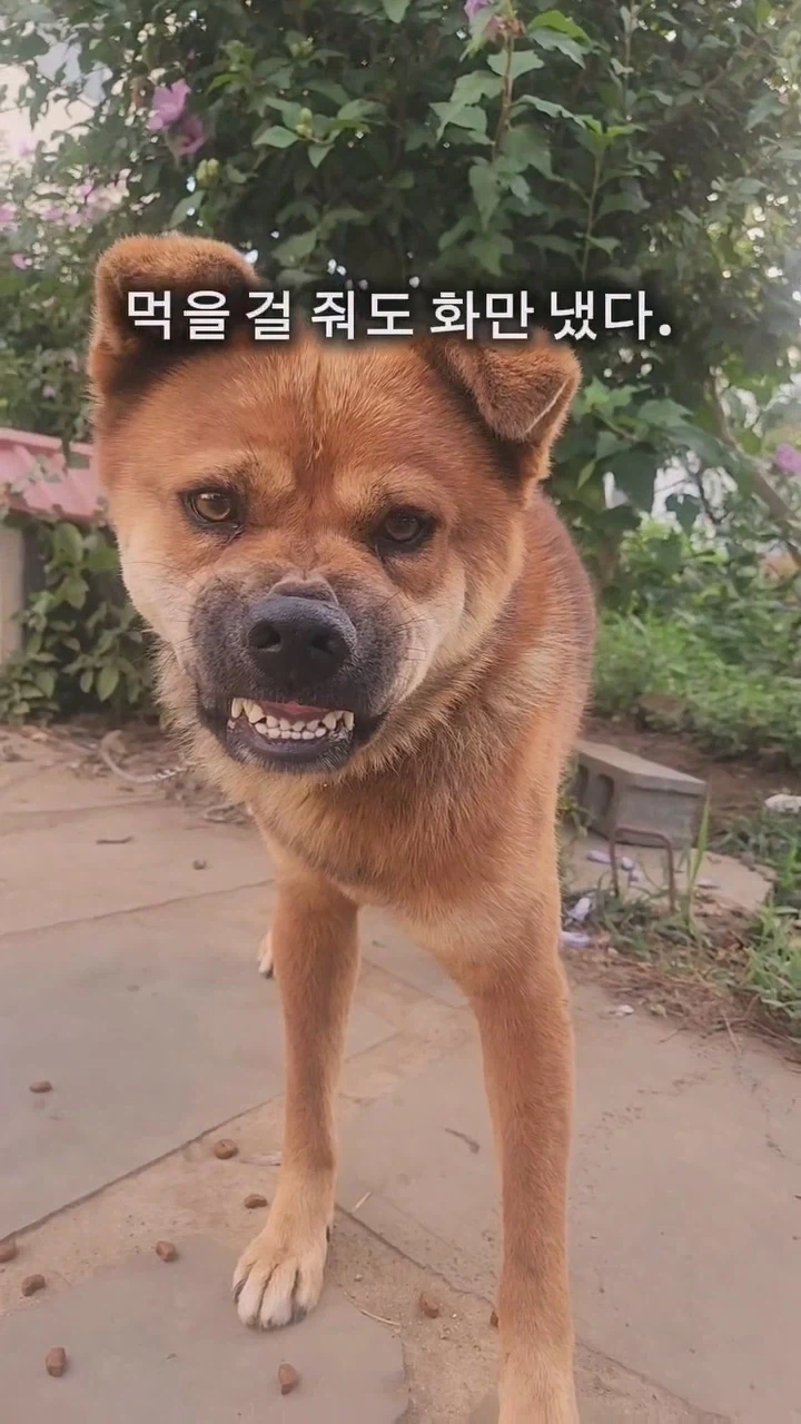 동네 사나운개 천사로 만드는 비법_2.webp
