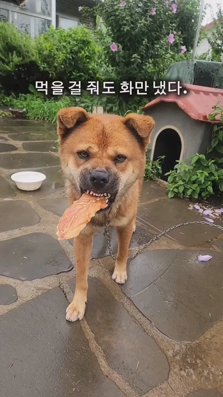 동네 사나운개 천사로 만드는 비법_3.webp