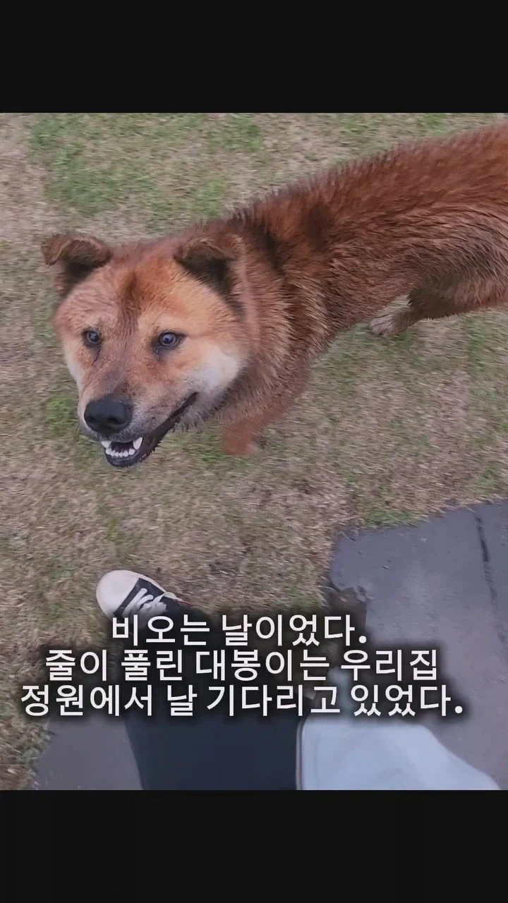 동네 사나운개 천사로 만드는 비법_7.webp