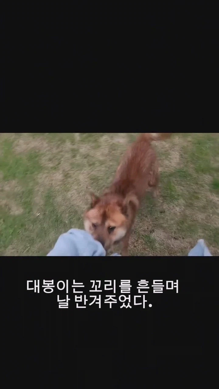 동네 사나운개 천사로 만드는 비법_8.webp
