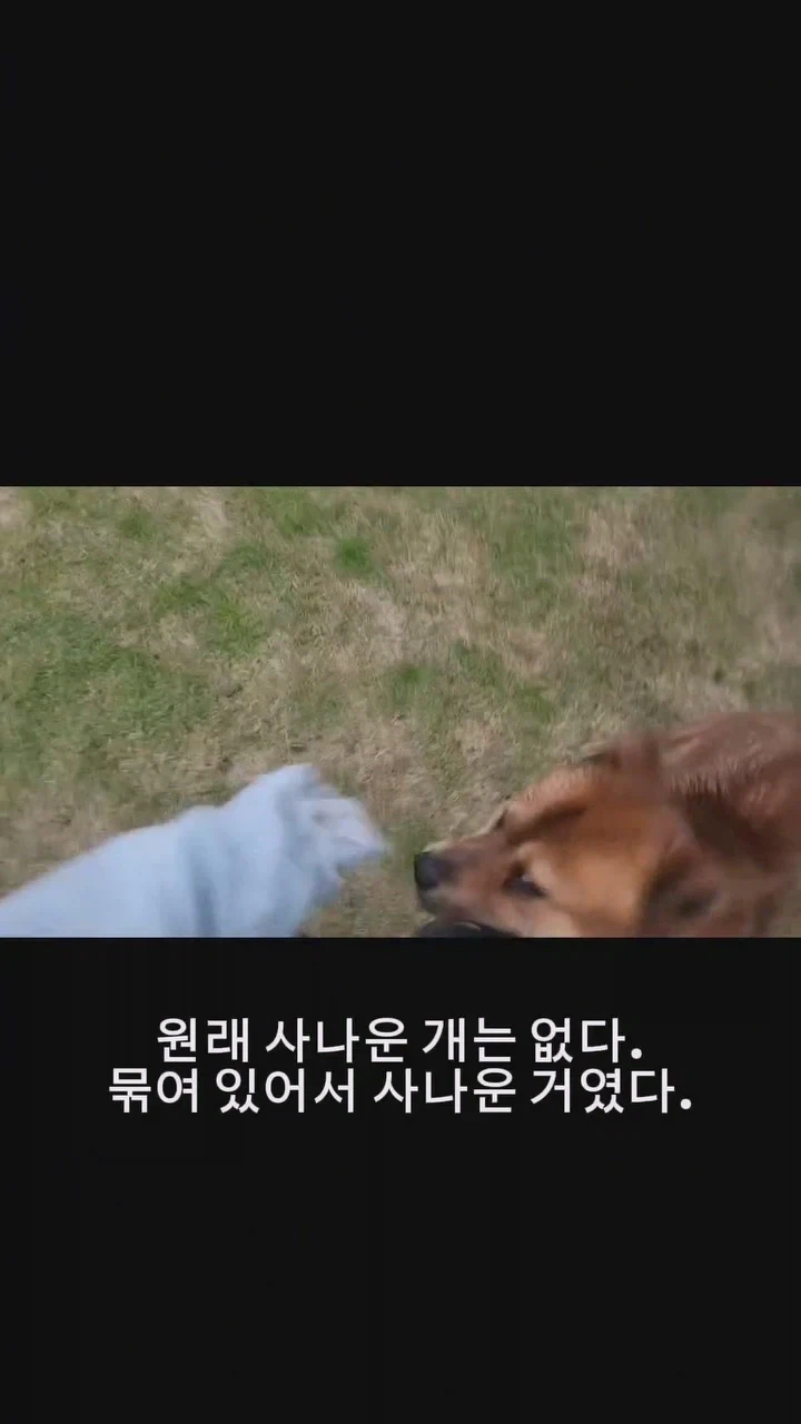 동네 사나운개 천사로 만드는 비법_10.webp