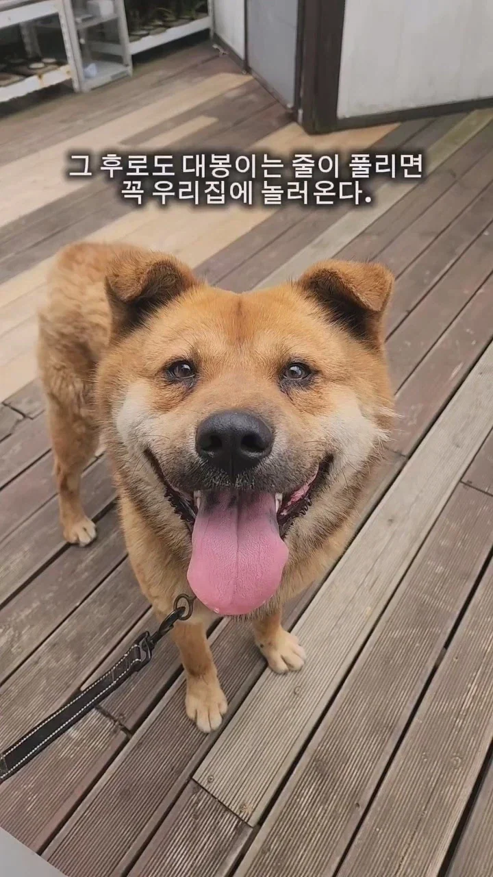 동네 사나운개 천사로 만드는 비법_11.webp