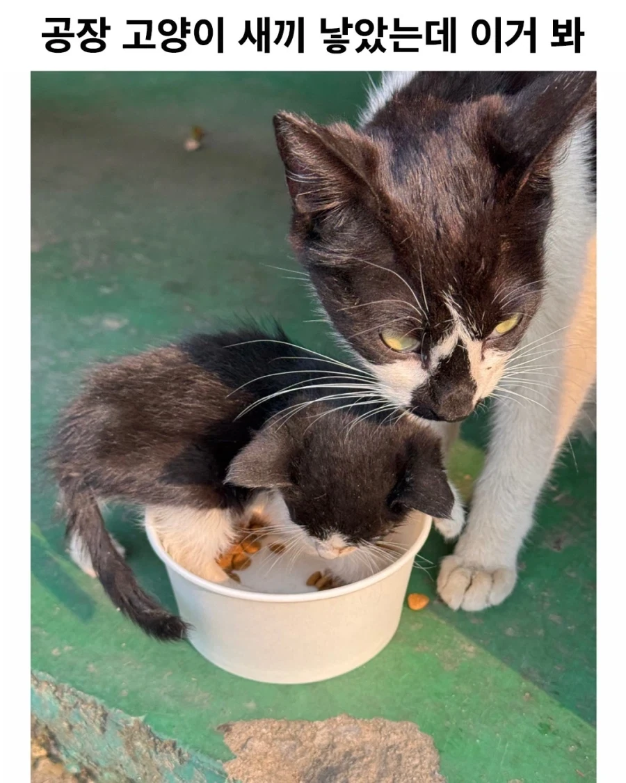 어느 공장의 새끼 낳은 고양이..._1.webp