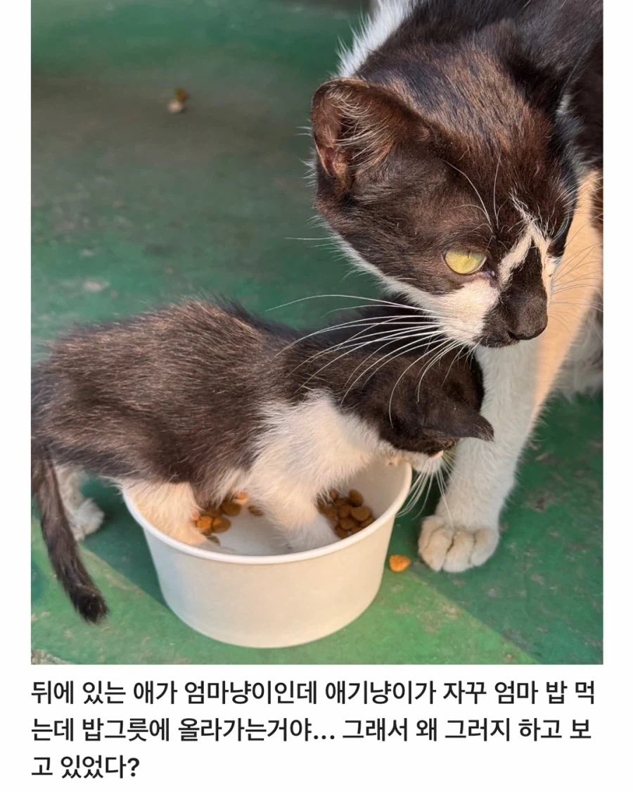 어느 공장의 새끼 낳은 고양이..._2.webp