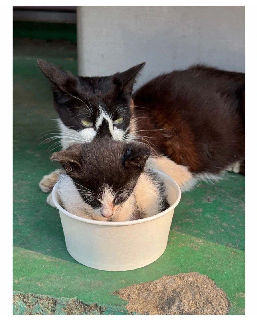 어느 공장의 새끼 낳은 고양이..._3.webp