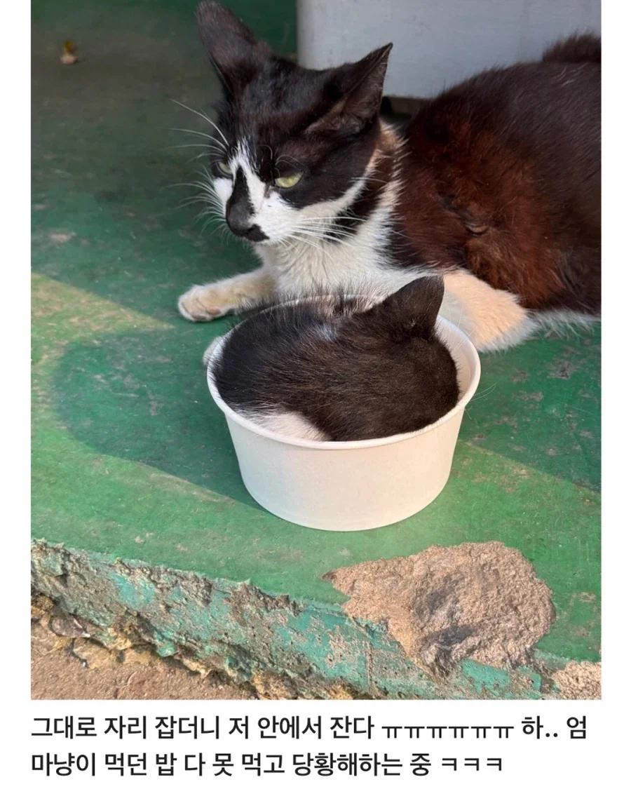 어느 공장의 새끼 낳은 고양이..._4.webp