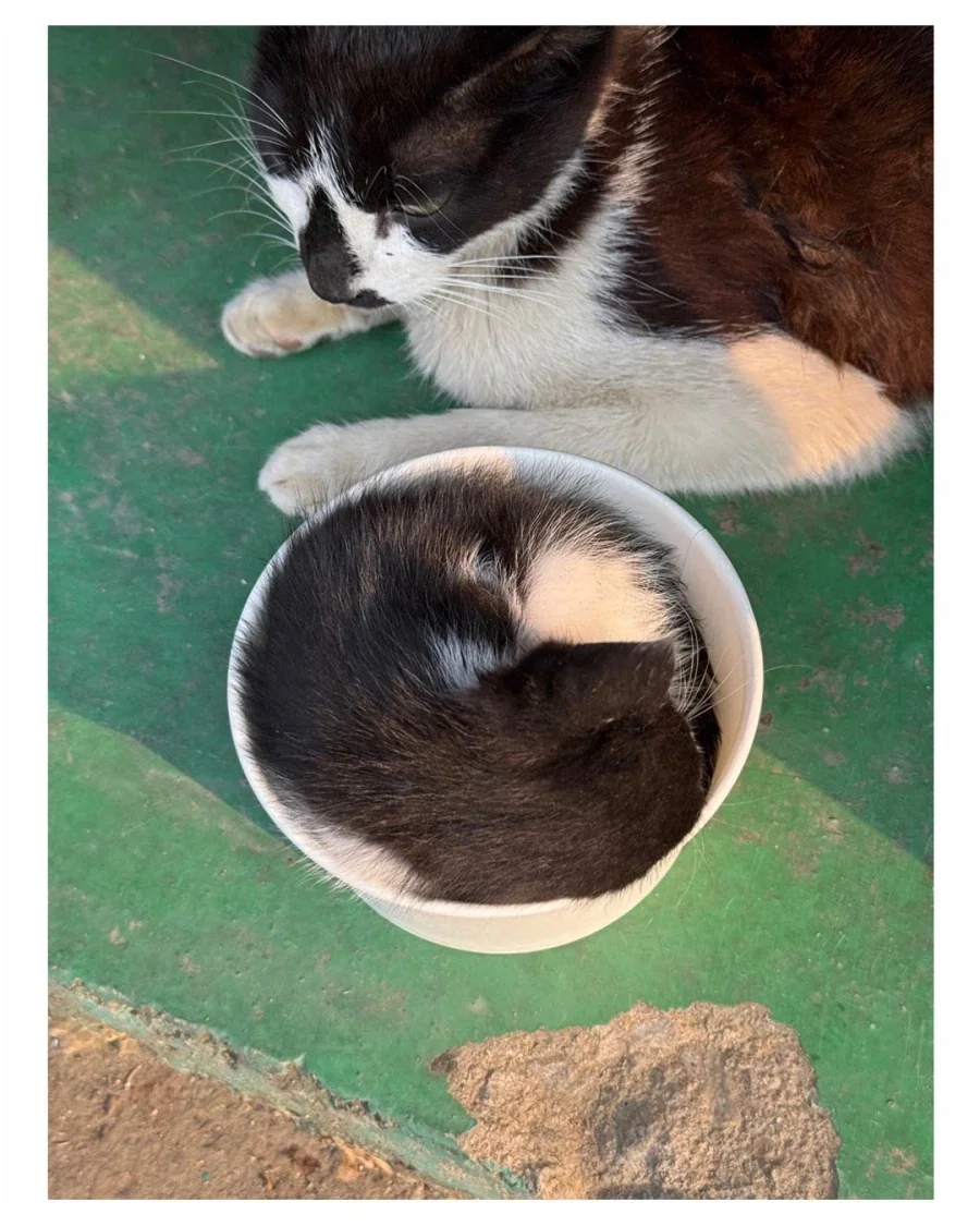 어느 공장의 새끼 낳은 고양이..._5.webp
