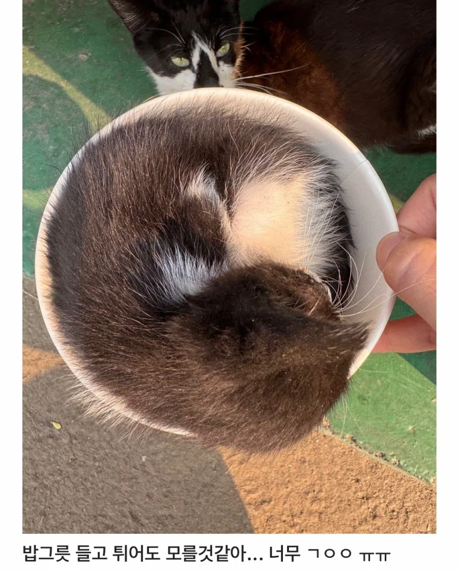 어느 공장의 새끼 낳은 고양이..._6.webp