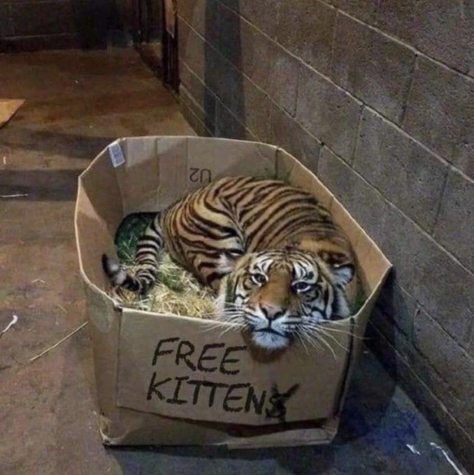 고양이 입니다 집사 모집합니다.jpg_1.webp