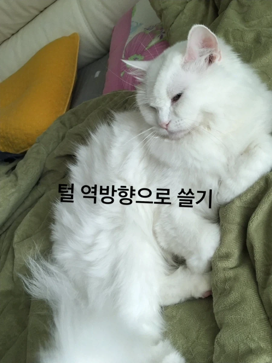 냥집사들은 자기가 키우는 고양이를 ㅈ냥이라고 하면 안되는 이유_1.webp