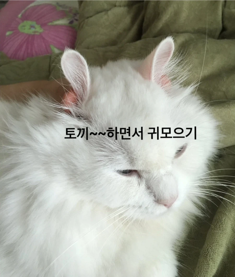 냥집사들은 자기가 키우는 고양이를 ㅈ냥이라고 하면 안되는 이유_2.webp