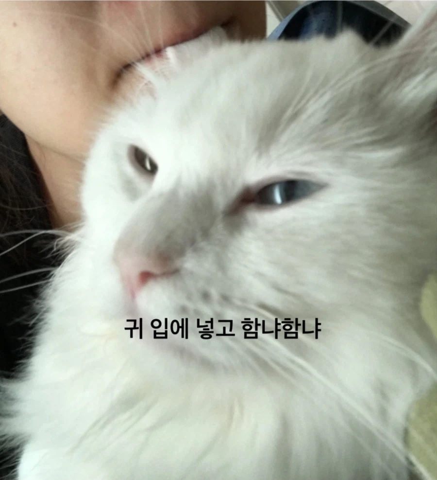 냥집사들은 자기가 키우는 고양이를 ㅈ냥이라고 하면 안되는 이유_3.webp