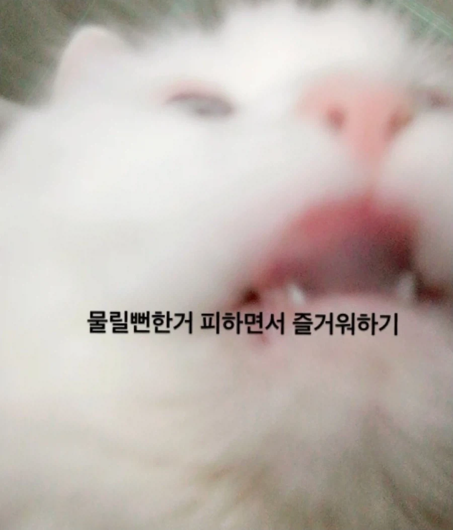 냥집사들은 자기가 키우는 고양이를 ㅈ냥이라고 하면 안되는 이유_4.webp
