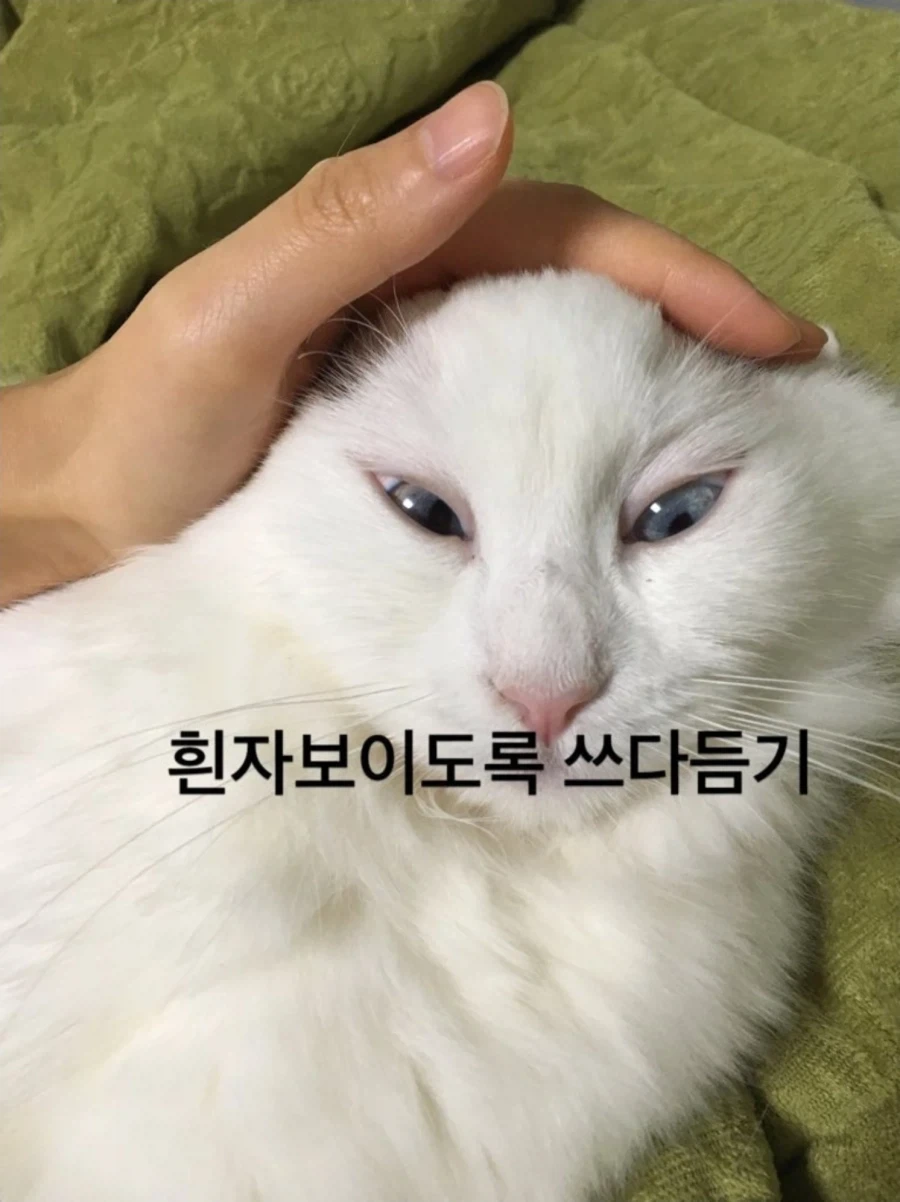냥집사들은 자기가 키우는 고양이를 ㅈ냥이라고 하면 안되는 이유_5.webp