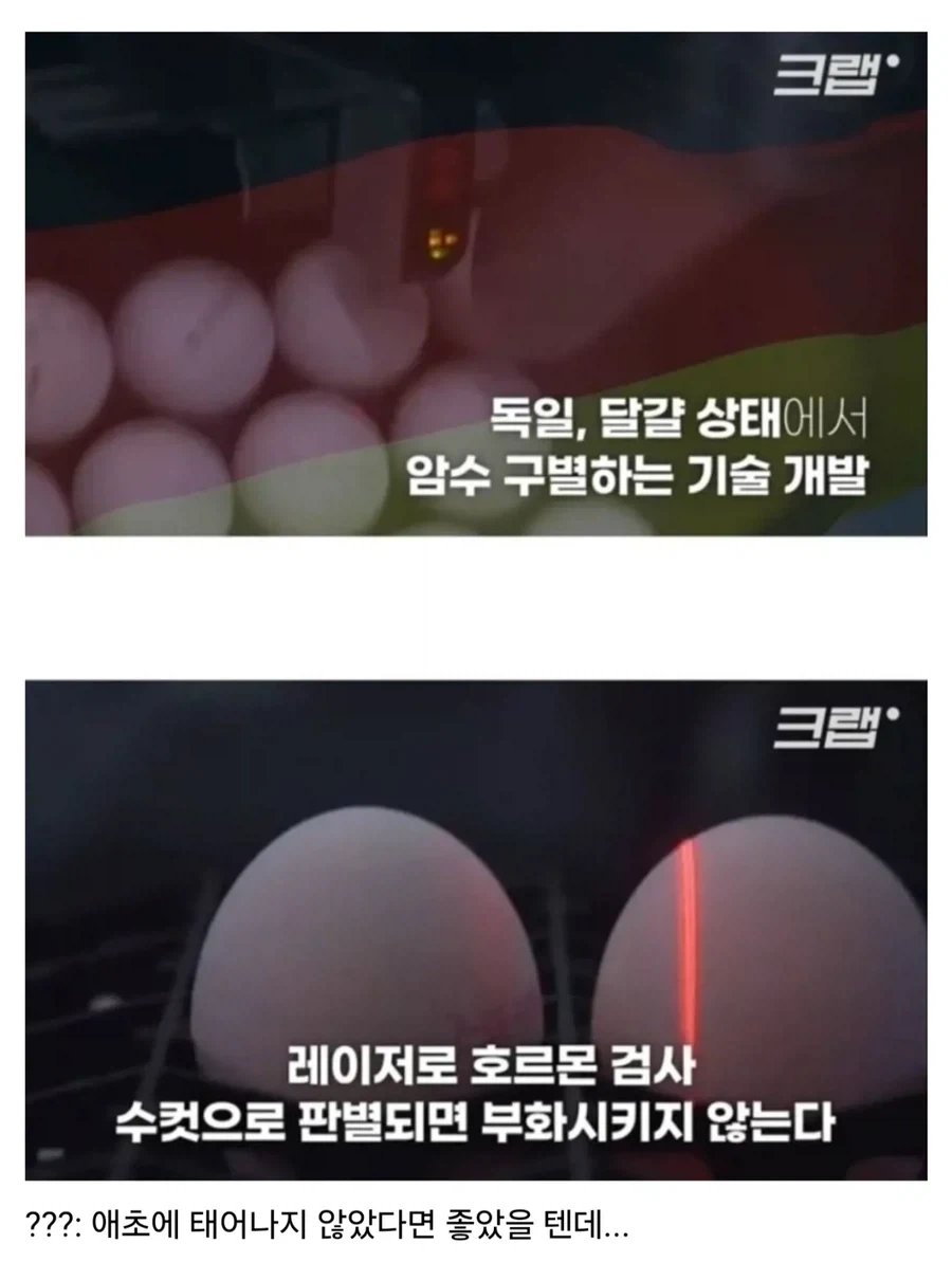 수평아리가 죽는 게 안타까웠던 독일_1.webp