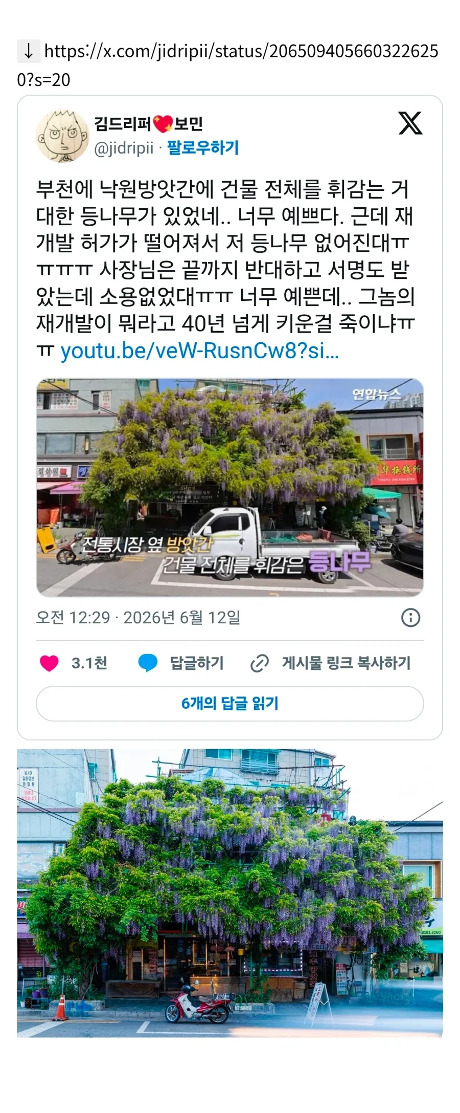 곧 못 보게 된다는 부천의 한 등나무_1.webp