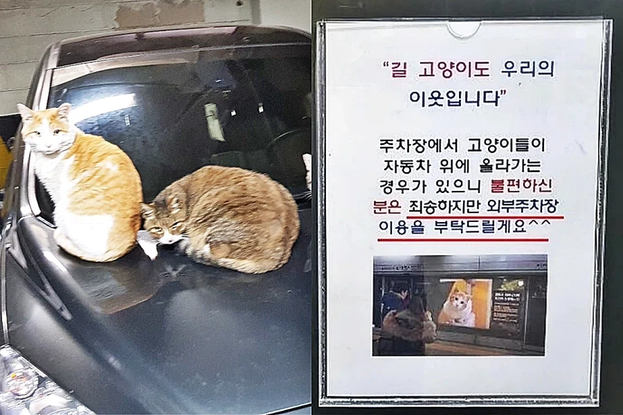 ??? : 길 고양이는 소중한 동반자에요_1.webp