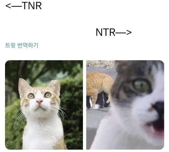 정부에서 NTR 지원 사업을 해야된다고 하는 사람_3.webp