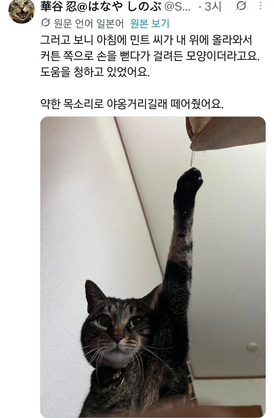 고양이 키우면 종종 보는 일_1.webp