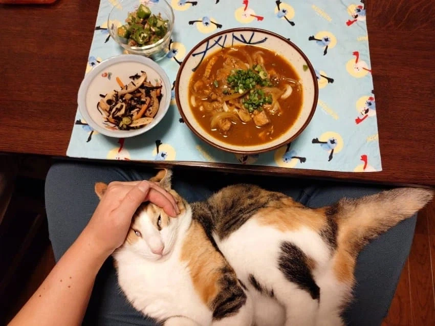 집사 밥 먹을때마다 오는 고양이.jpg_1.webp