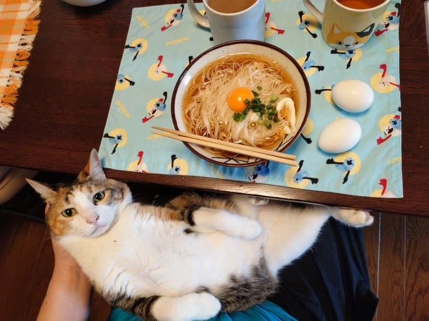 집사 밥 먹을때마다 오는 고양이.jpg_2.webp