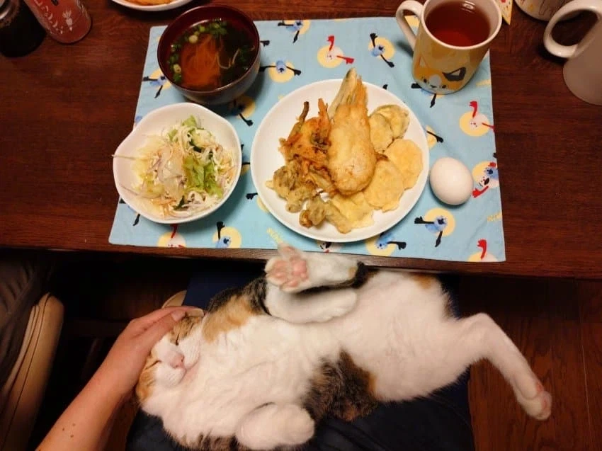 집사 밥 먹을때마다 오는 고양이.jpg_3.webp