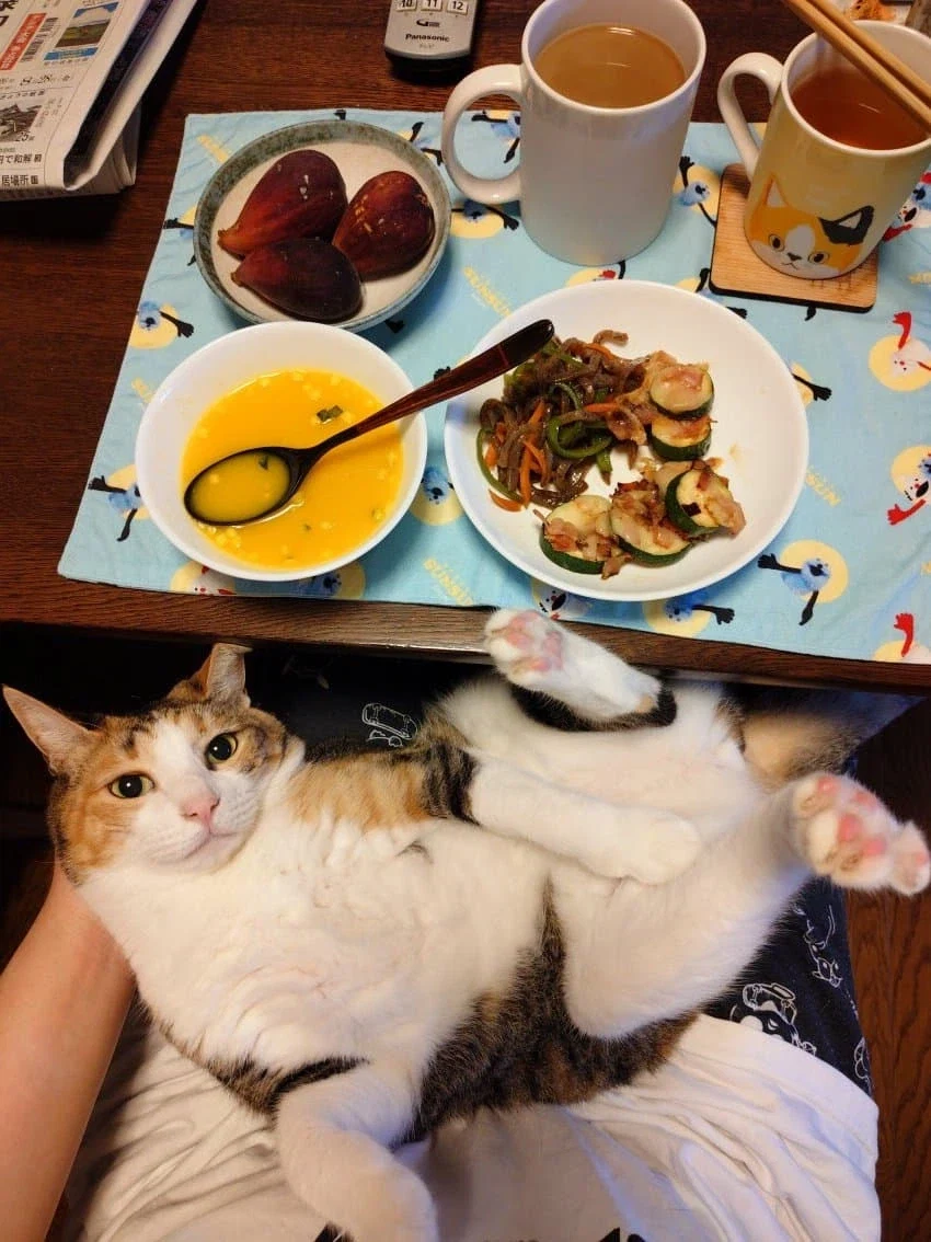 집사 밥 먹을때마다 오는 고양이.jpg_4.webp