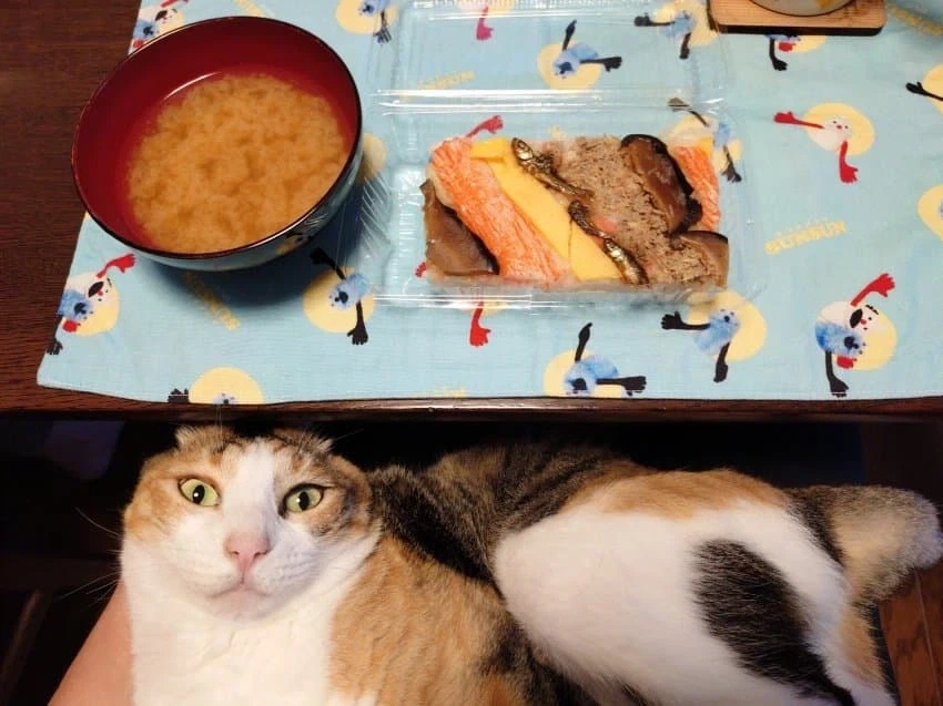 집사 밥 먹을때마다 오는 고양이.jpg_5.webp