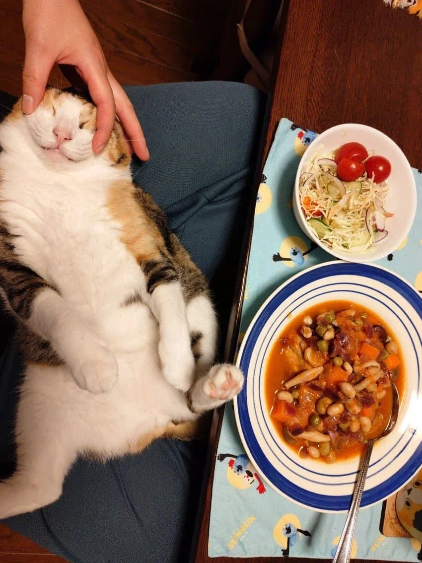 집사 밥 먹을때마다 오는 고양이.jpg_6.webp