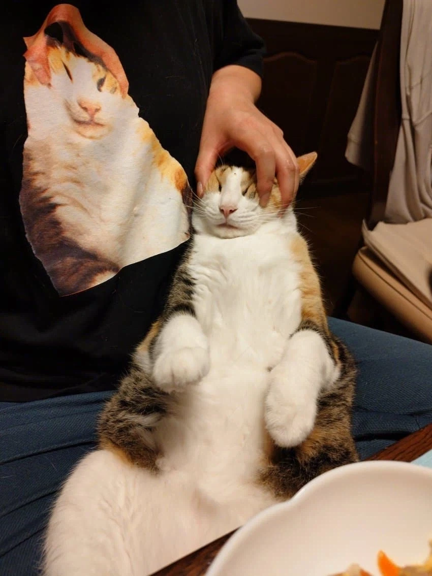 집사 밥 먹을때마다 오는 고양이.jpg_7.webp