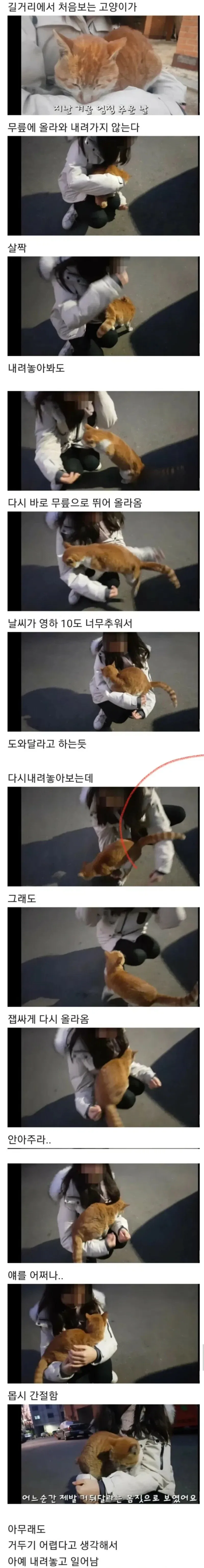 키워달라고 부탁하는 고양이_1.webp