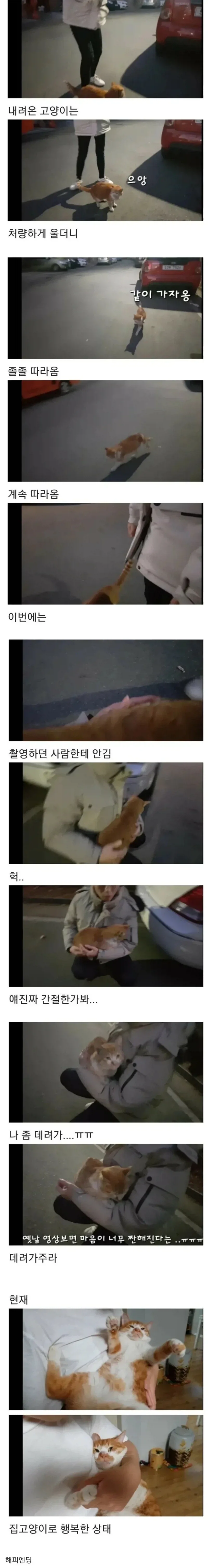 키워달라고 부탁하는 고양이_2.webp