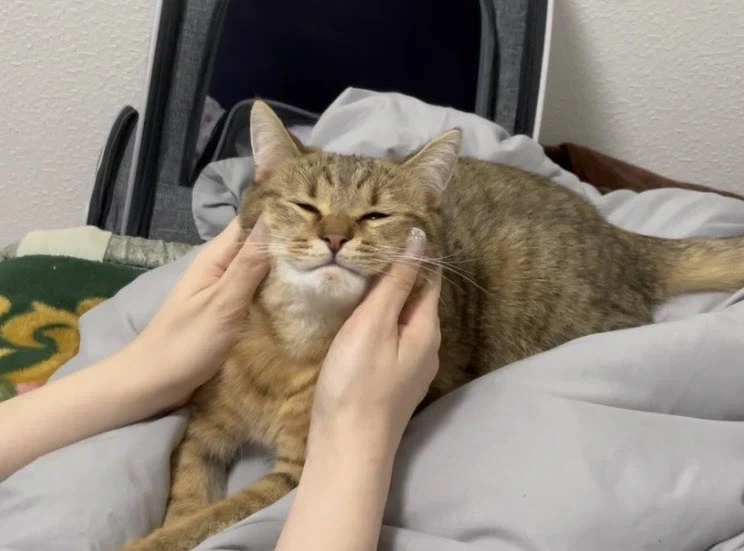 고양이 얼굴 마사지 부작용: 녹는다 _1.webp