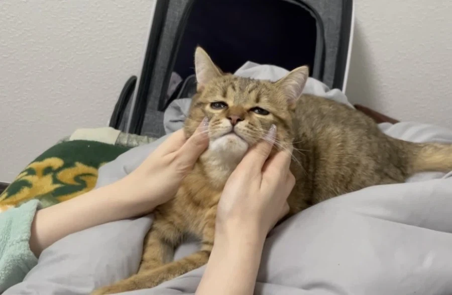 고양이 얼굴 마사지 부작용: 녹는다 _2.webp