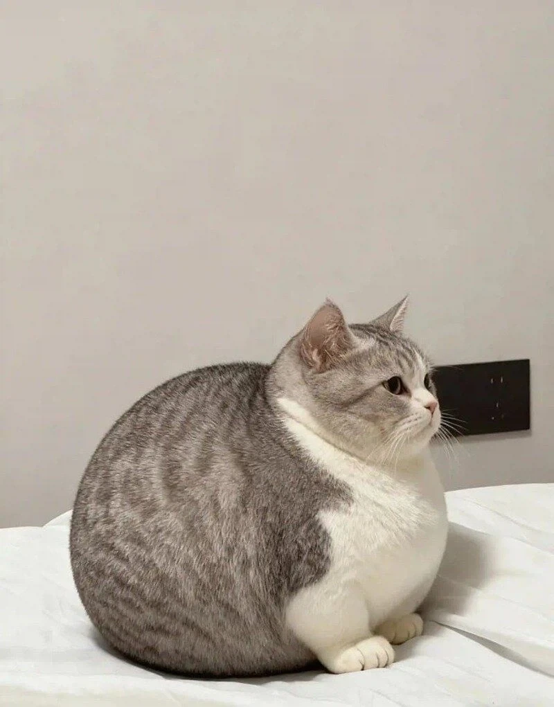 고양이는 살처분할 필요가 있음_3.webp