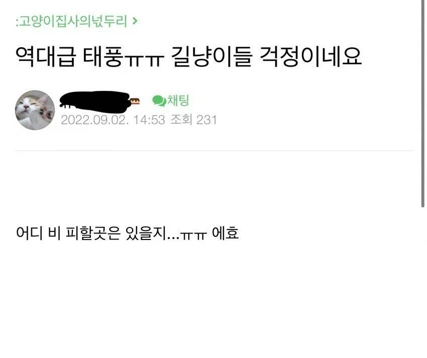 태풍에도 꺾이지 않는 캣맘들의 신념_1.webp