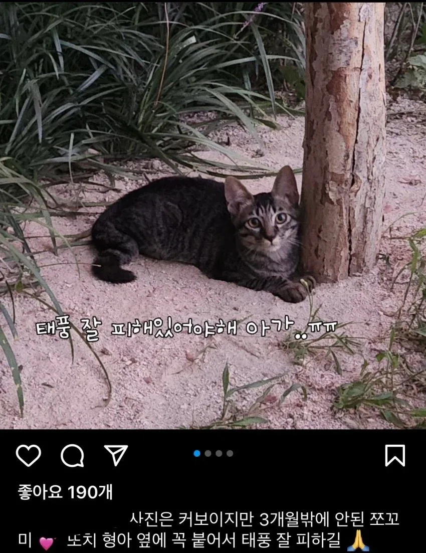 태풍에도 꺾이지 않는 캣맘들의 신념_3.webp