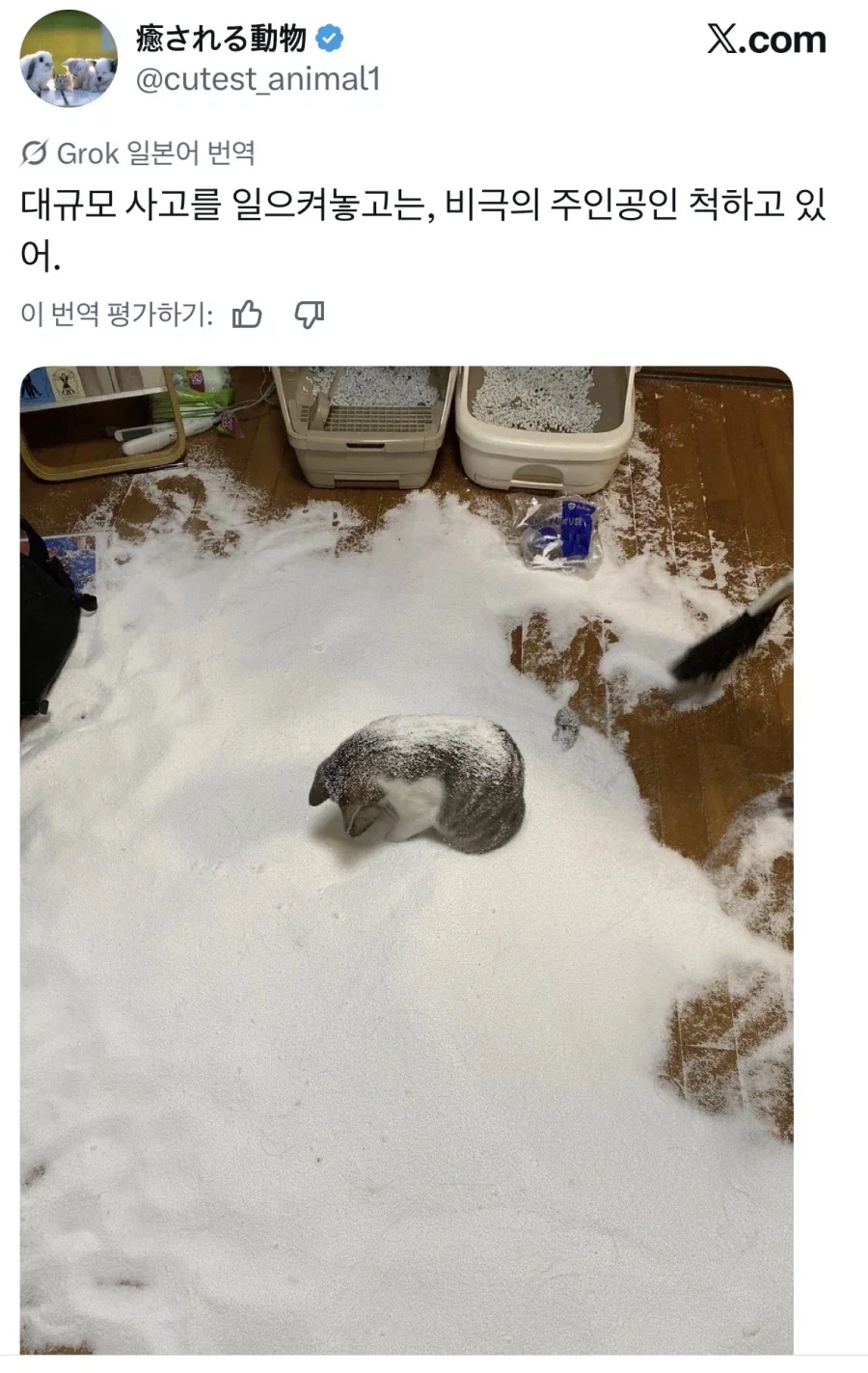 대규모 사고를 당한 비극의 주인공 코스프레.jpg_1.webp