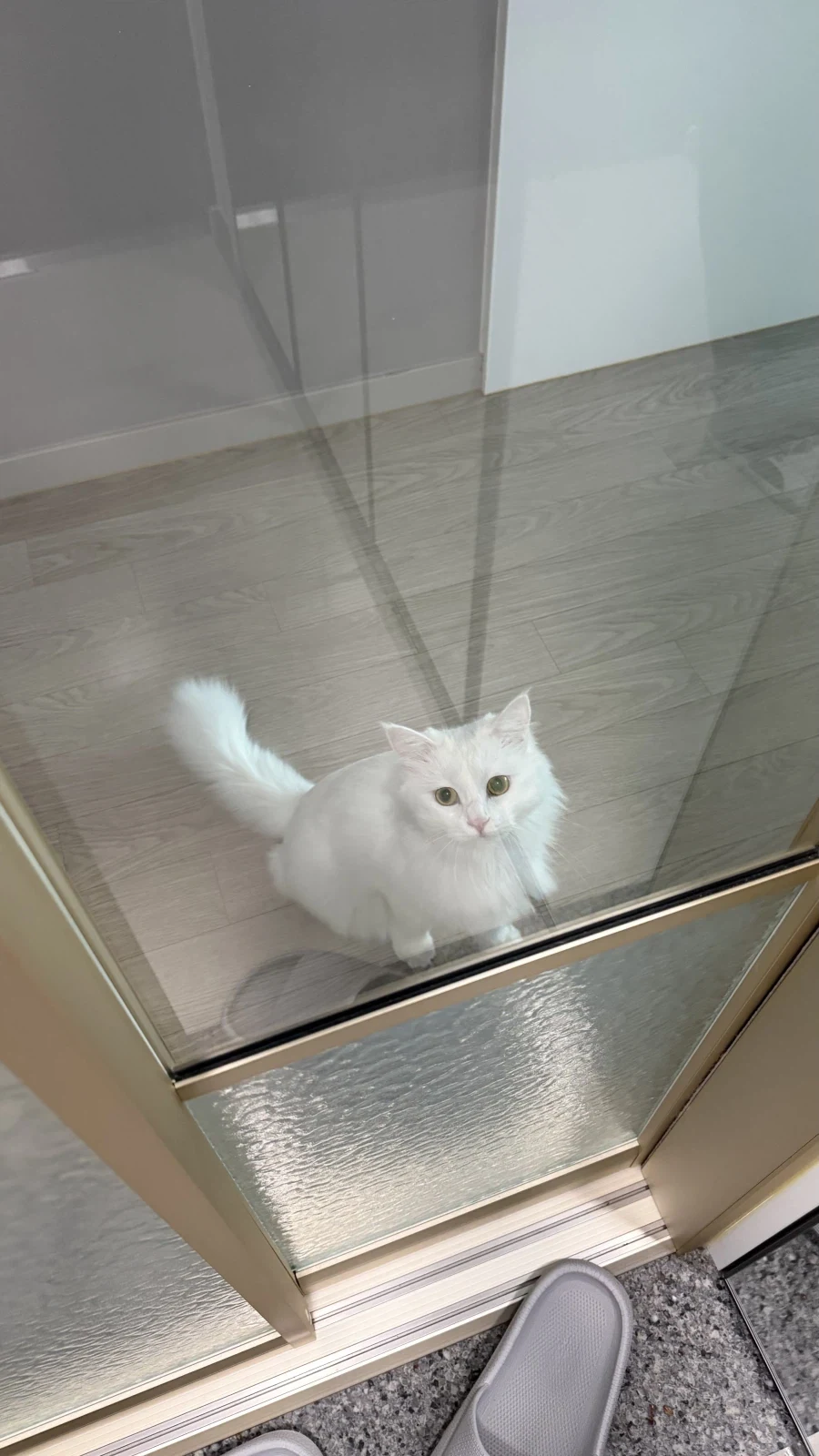 난 고양이 정 안주고 키움_1.webp