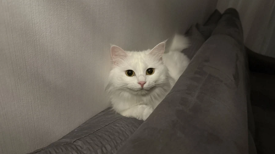 난 고양이 정 안주고 키움_2.webp