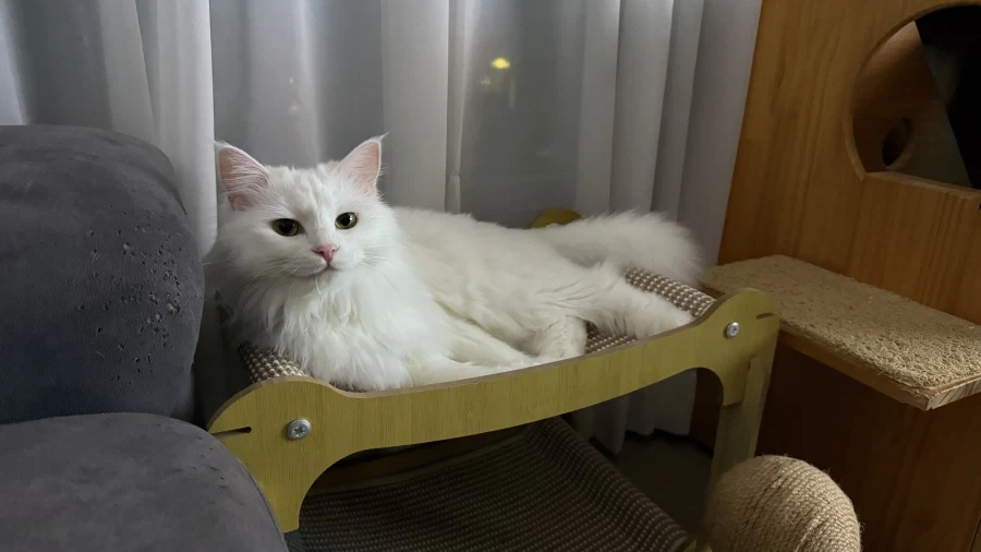 난 고양이 정 안주고 키움_3.webp
