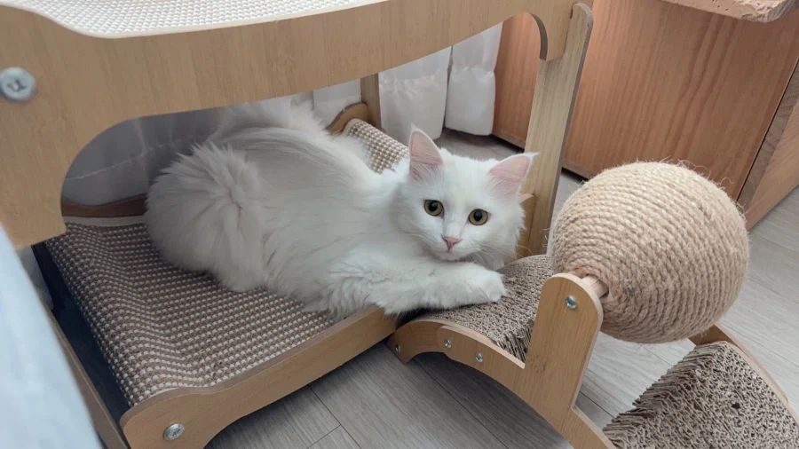 난 고양이 정 안주고 키움_5.webp