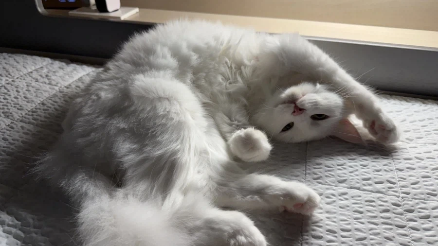 난 고양이 정 안주고 키움_7.webp