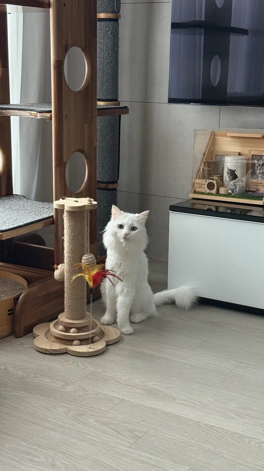 난 고양이 정 안주고 키움_8.webp