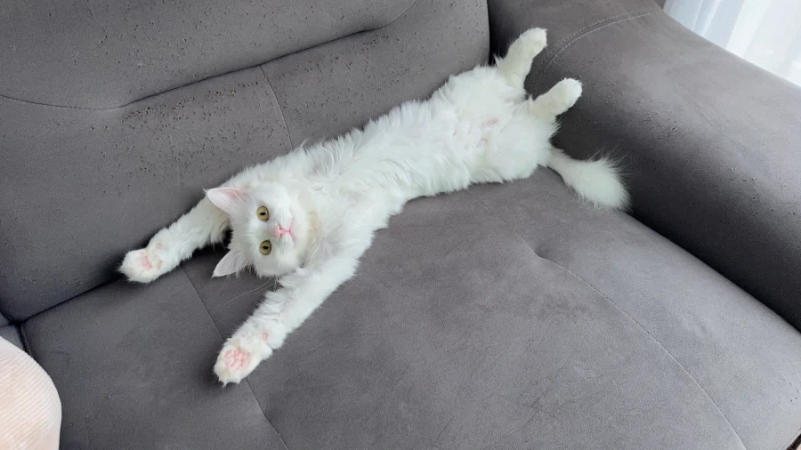 난 고양이 정 안주고 키움_9.webp