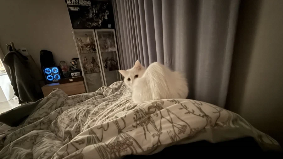 난 고양이 정 안주고 키움_10.webp