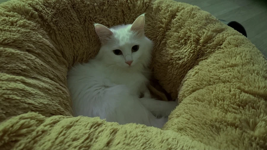 난 고양이 정 안주고 키움_11.webp