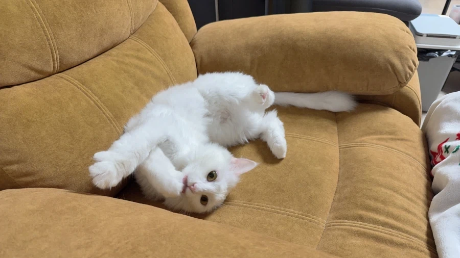난 고양이 정 안주고 키움_12.webp