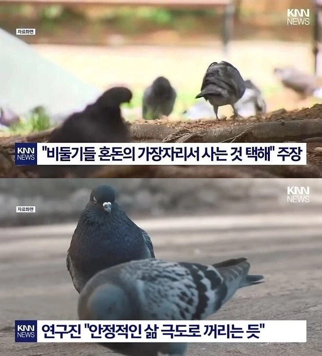 비둘기 새끼들 겁대가리 없는 이유가 있구나_1.webp