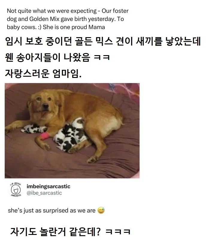 임보 중이던 개가 새끼를 낳음_1.webp